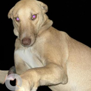 Missing: White-Brown Mix Female Indie Dog from Tilak Nagar, 13 Block, Delhi