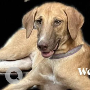 Missing: White-Brown Mix Female Indie Dog from Tilak Nagar, 13 Block, Delhi-2