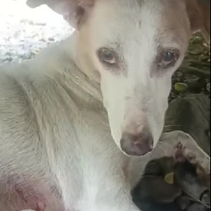 Missing: White Female Indie Dog from Behind Raheja Arcade bldg, Sec 11, CBD Belapur