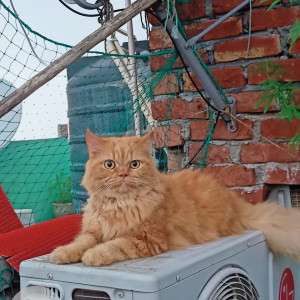 Missing: Orange Female Persian Cat from Dakshinpuri Extension, Block 2, Sector 6, Dakshinpuri, New Delhi-3