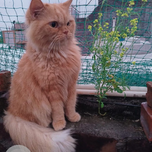Missing: Orange Female Persian Cat from Dakshinpuri Extension, Block 2, Sector 6, Dakshinpuri, New Delhi