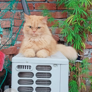 Missing: Orange Female Persian Cat from Dakshinpuri Extension, Block 2, Sector 6, Dakshinpuri, New Delhi-2