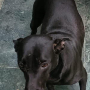 Missing: Black Female Indie Dog from Rattan park, Bali nagar