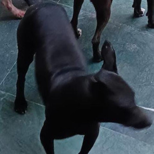 Missing: Black Female Indie Dog from Rattan park, Bali nagar-2