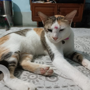 Missing: White and Grey Female Indie Cat from Lane No. 9, Sreepur (Badamtala), Madhyamgram, Kolkata