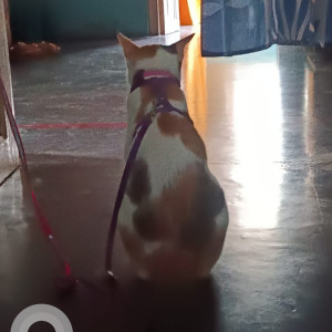 Missing: White and Grey Female Indie Cat from Lane No. 9, Sreepur (Badamtala), Madhyamgram, Kolkata-3