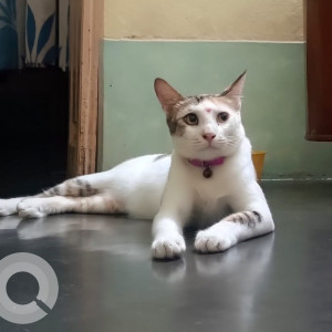 Missing: White and Grey Female Indie Cat from Lane No. 9, Sreepur (Badamtala), Madhyamgram, Kolkata-2
