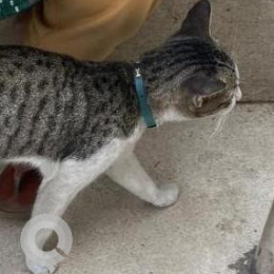 Found: Grey-White Mix Female Not available Cat from Shivatextiles front staircase