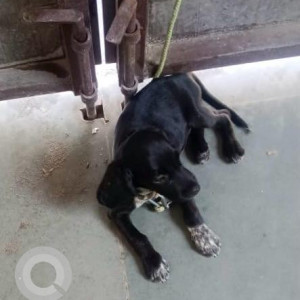 Missing: Black Male Cocker Spaniel-Beagle mix Dog from B 7 chotti market near shani Govind puri modinagar-2