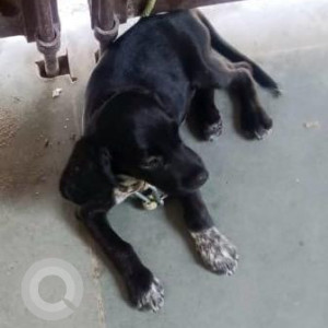 Missing: Black Male Cocker Spaniel-Beagle mix Dog from B 7 chotti market near shani Govind puri modinagar-3