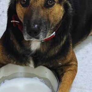 Missing: Black and Brown Male German Shepherd Indie mix Dog from Janta Market, Rajouri Garden, New delhi-2