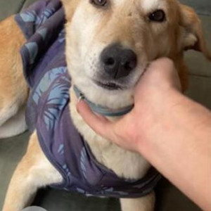 Missing: White-Brown Mix Female Indie Dog from Dr. Vet Diganostics, Bali Nagar, Seen around Tikona Park behind vet clinic-2