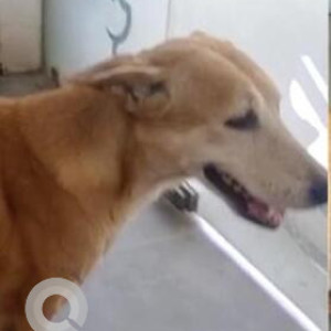 Missing: White-Brown Mix Female Indie Dog from Dr. Vet Diganostics, Bali Nagar, Seen around Tikona Park behind vet clinic-3