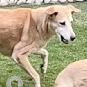 Missing: White-Brown Mix Female Indie Dog from Dr. Vet Diganostics, Bali Nagar, Seen around Tikona Park behind vet clinic