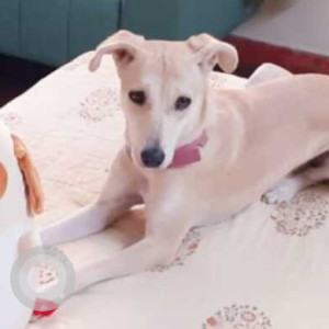 Missing: White Female Indie Dog from Malibu Town, Sec 47, Gurgaon-2