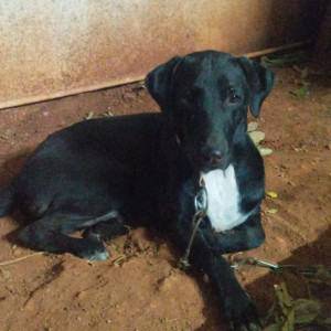 Missing: Black and White Male Indie Dog from Renuka Nagar, Lane No. 2, Warje Highway, Pune-2