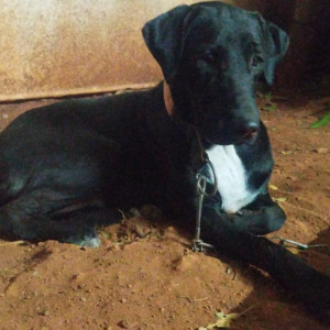 Missing: Black and White Male Indie Dog from Renuka Nagar, Lane No. 2, Warje Highway, Pune