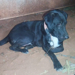Missing: Black and White Male Indie Dog from Renuka Nagar, Lane No. 2, Warje Highway, Pune-3