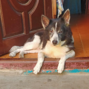 Missing: Black and White Male Crossing pomairiyan Dog from Chennai