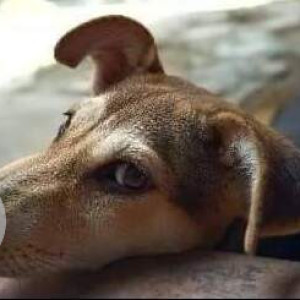 Missing: Black and Brown Male Indie Dog from Balak Sangha, Rishi Raj Narayan Rd, Niva Park Extension, Kamdahari, Kolkata-3