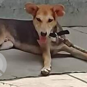 Missing: Black and Brown Male Indie Dog from Balak Sangha, Rishi Raj Narayan Rd, Niva Park Extension, Kamdahari, Kolkata