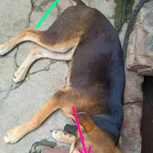 Missing: Black and Brown Male Indie Dog from Balak Sangha, Rishi Raj Narayan Rd, Niva Park Extension, Kamdahari, Kolkata-2