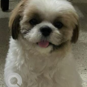 Missing: White and Grey Male Shih Tzu Dog from MG Road Metro station