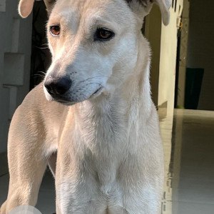 Missing: White Female Indie Dog from Malibu Town, Sec 47, Gurgaon-3