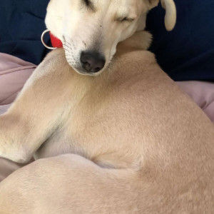 Missing: White Female Indie Dog from Malibu Town, Sec 47, Gurgaon-4