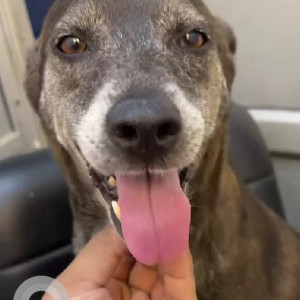 Missing: Black and White Female Indie Pariah Dog from A Block, Connaught Place, New Delhi-2