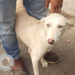Missing: White Female Indie Dog from Old Rajinder Nagar, Near Rajinder place metro Station, New Delhi