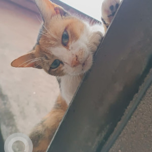 Missing: White-Brown Mix Female Calico Cat from Dewoolwadi Chakala Cigarette Factory Andheri East-2