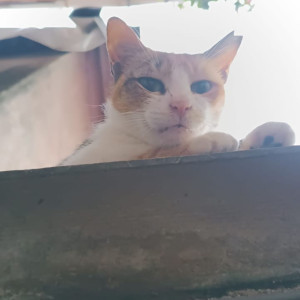 Missing: White-Brown Mix Female Calico Cat from Dewoolwadi Chakala Cigarette Factory Andheri East-3