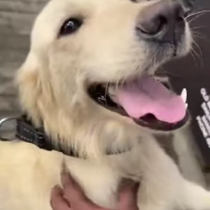 Found: White Female Golden Retriever Dog from RMV 2nd Stage, Sanjay Nagar, Bangalore-2