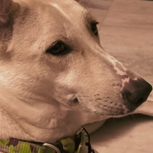 Missing: White Female Indie Dog from Mahavir Nagar, Janakpuri-2