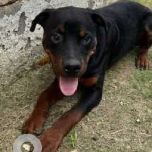 Found: Black and Brown Male Rottweiler Dog from Sector 91, Gurugram-2