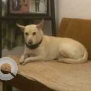 Missing: White-Brown Mix Female Indie Dog from Apna Niwas DDA Flats, Pocket 2, Sector 1, Dwarka-2
