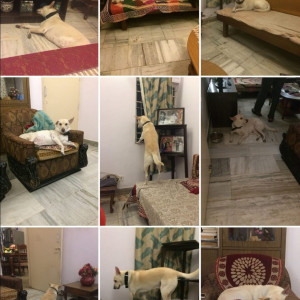 Missing: White-Brown Mix Female Indie Dog from Apna Niwas DDA Flats, Pocket 2, Sector 1, Dwarka-3