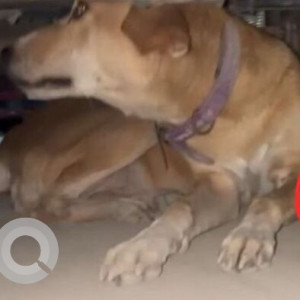 Missing: White-Brown Mix Male Indie Dog from Sector 79, Noida-2