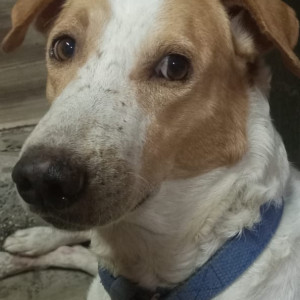 Missing: White-Brown Mix Male Street dog Dog from Sholinganallur OMR near aavin factory