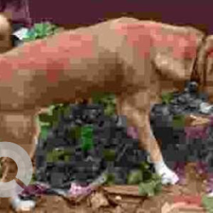 Missing: White-Brown Mix Male Indie Dog from Sea View Enclave, Kapaleeswarar Nagar, Neelankarai-3