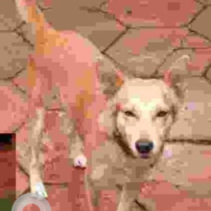 Missing: White-Brown Mix Male Indie Dog from Sea View Enclave, Kapaleeswarar Nagar, Neelankarai-2