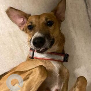 Missing: White-Brown Mix Female Indie Dog from C-8, Vasant Kunj