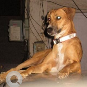 Missing: White-Brown Mix Female Indie Dog from C-8, Vasant Kunj-2