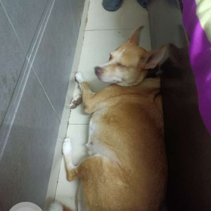 Missing: Brown Female Indie Dog from Uttam Nagar, Om Vihar, Phase - 2A-3