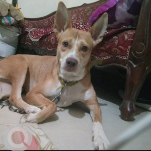 Missing: Brown Female Indie Dog from Uttam Nagar, Om Vihar, Phase - 2A