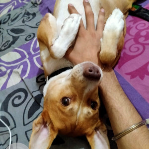 Missing: Brown Female Indie Dog from Uttam Nagar, Om Vihar, Phase - 2A-2