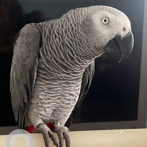 Missing: White and Grey Male African Congo grey parrot Bird from Baner Veerbhadra Nagar (Tulip Residence)