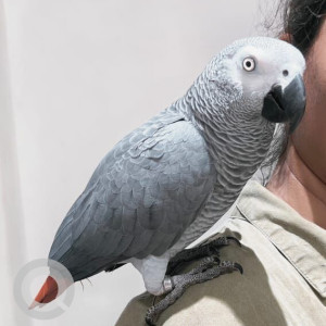 Missing: White and Grey Male African Congo grey parrot Bird from Baner Veerbhadra Nagar (Tulip Residence)-3