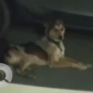 Found: Black and Brown Female Indie Dog from Cappricio Society, Wakad-2